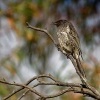 Lalocnatka mala - Anthochaera chrysoptera - Little Wattlebird o0737